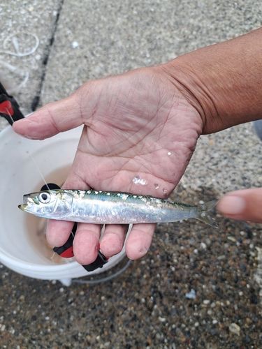 イワシの釣果