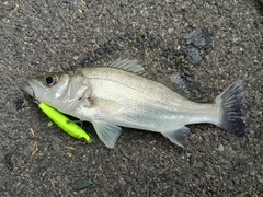 セイゴ（マルスズキ）の釣果