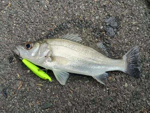 セイゴ（マルスズキ）の釣果