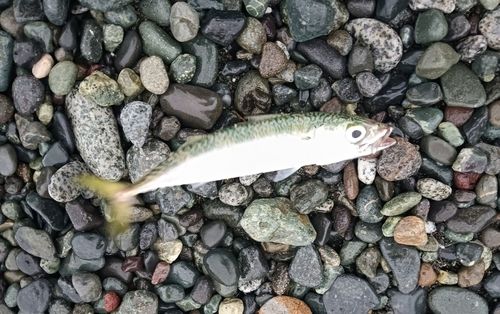 サバの釣果