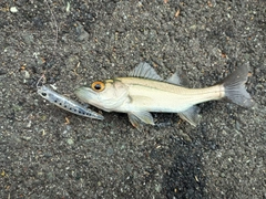 セイゴ(マルスズキ)の釣果