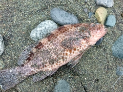 キジハタの釣果