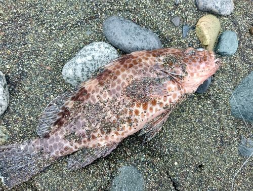 キジハタの釣果