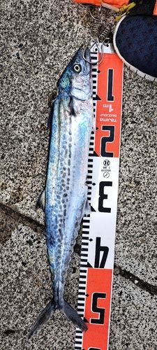 サゴシの釣果