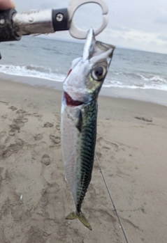 ゴマサバの釣果