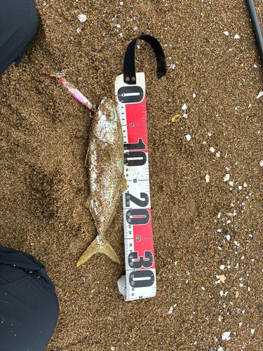 コゾクラの釣果