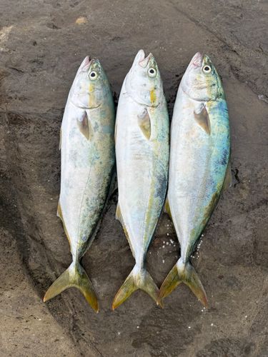 イナダの釣果