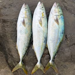 イナダ