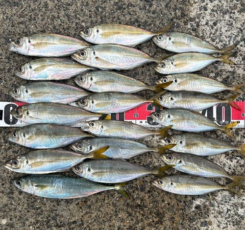 マアジの釣果