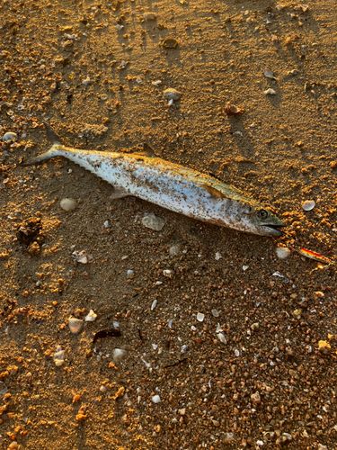 サゴシの釣果