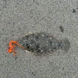 ヒラメ