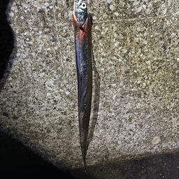 タチウオ