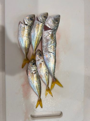 サバの釣果