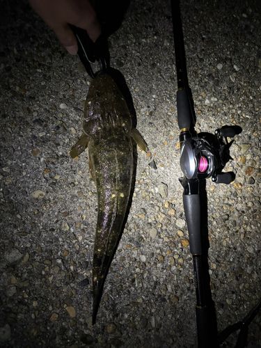 マゴチの釣果