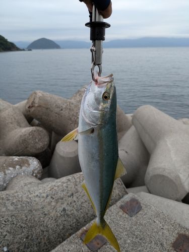 ヤズの釣果