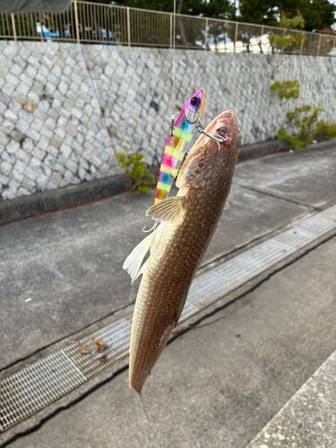 エソの釣果