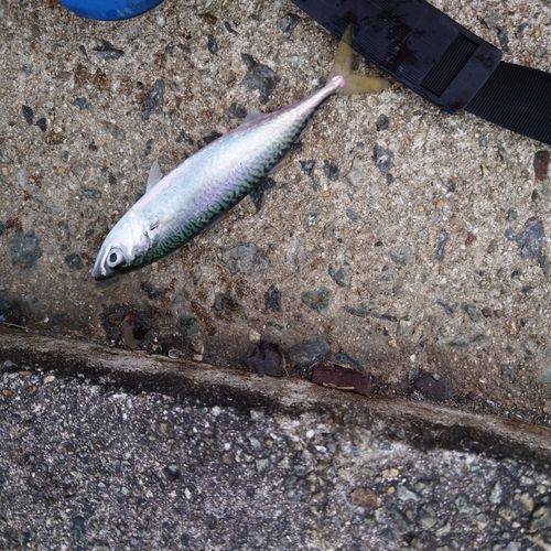 マサバの釣果