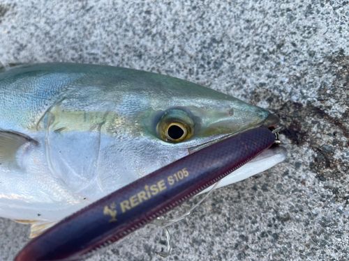 ハマチの釣果