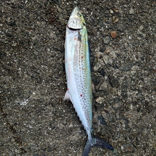 サゴシの釣果