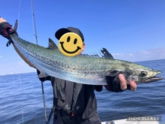 サワラの釣果