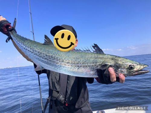 サワラの釣果