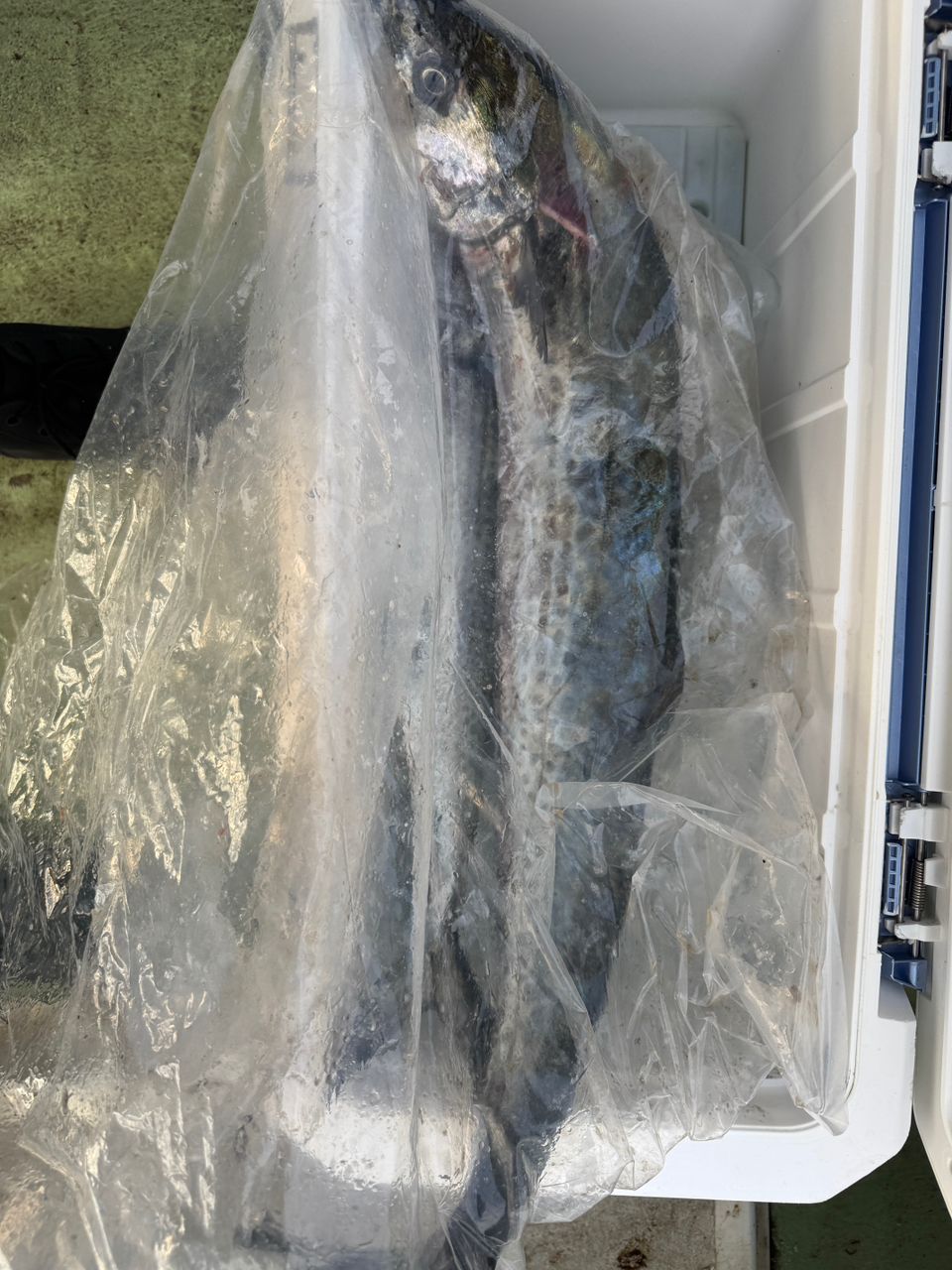 ふじFujiさんの釣果 2枚目の画像