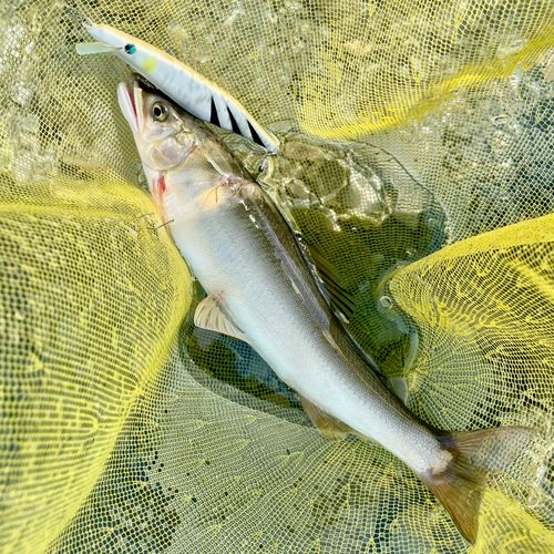 アユの釣果
