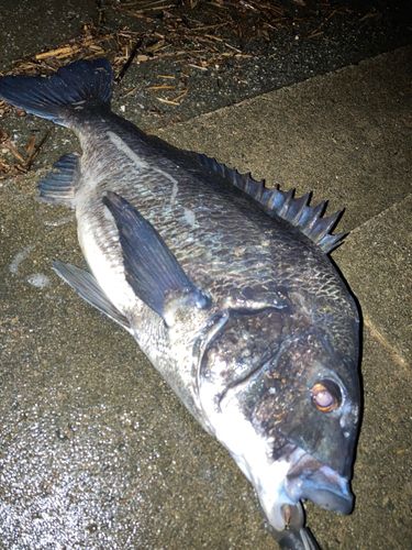 チヌの釣果