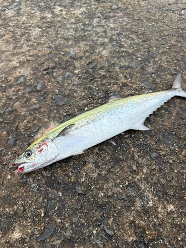 サゴシの釣果