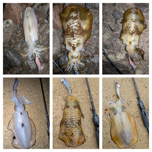 アオリイカの釣果