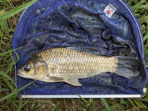 フナの釣果