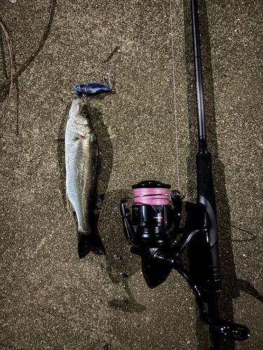 シーバスの釣果