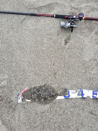 ソゲの釣果