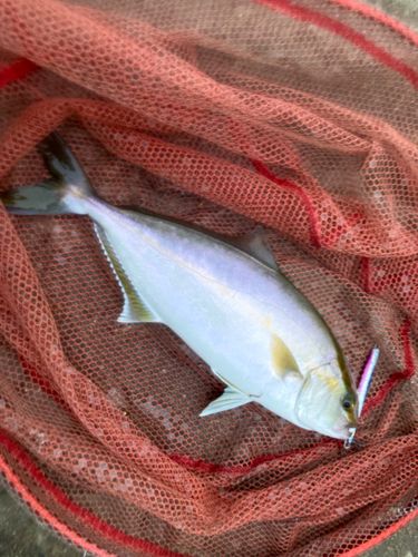 ショゴの釣果