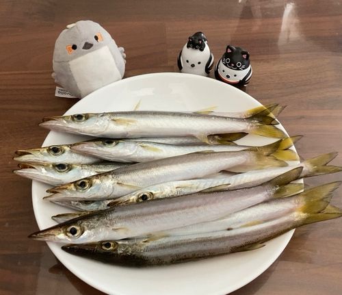 敦賀湾