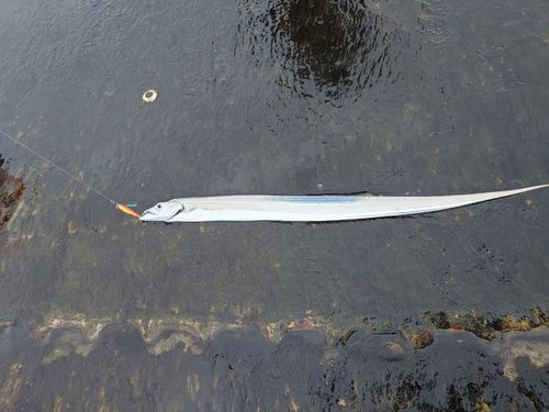 タチウオの釣果