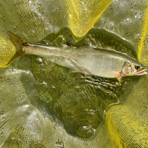 アユの釣果