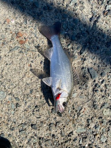 セイゴ（ヒラスズキ）の釣果