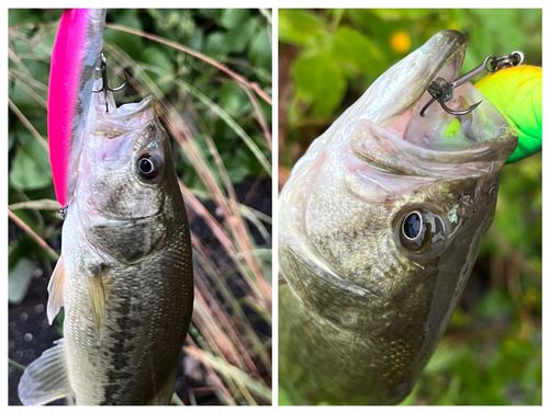 ブラックバスの釣果