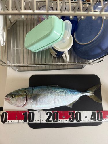 イナダの釣果