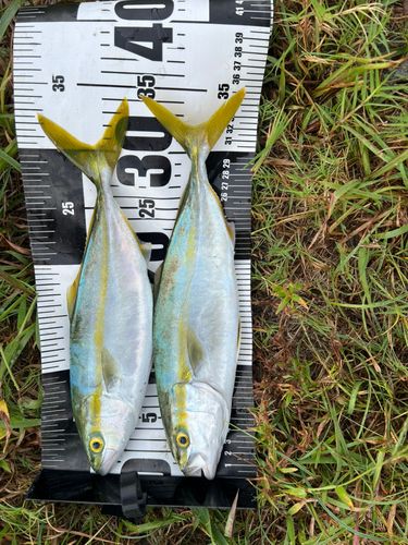 イナダの釣果