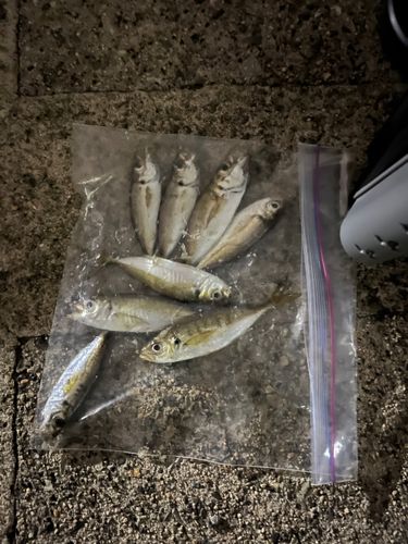 アジの釣果