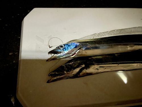 タチウオの釣果