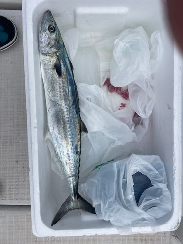 サゴシの釣果