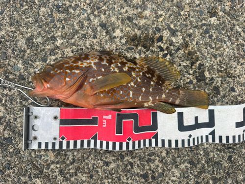 キジハタの釣果