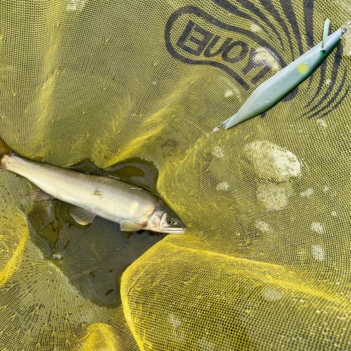 アユの釣果