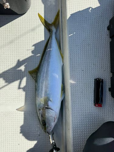 ヒラスの釣果