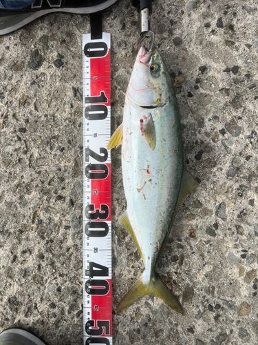 ハマチの釣果