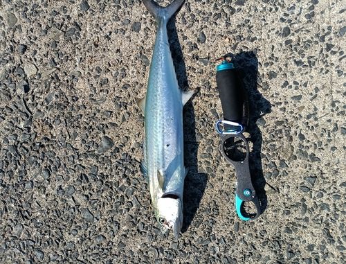 サゴシの釣果
