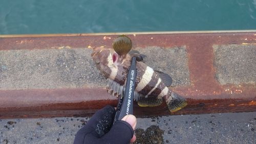 マハタの釣果